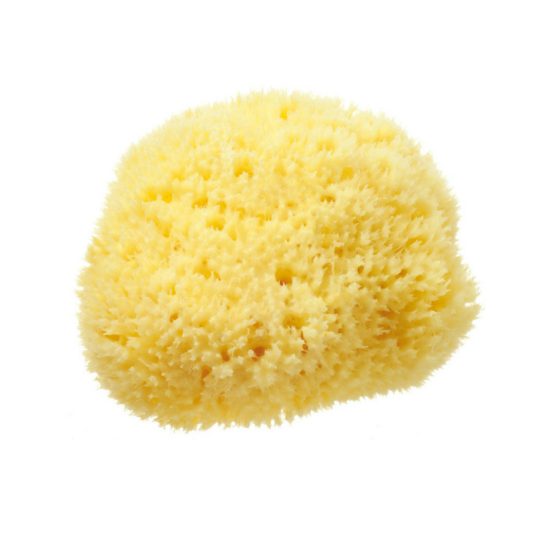 Sponge-1.png