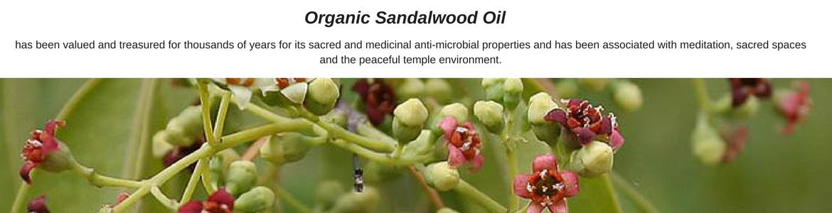 Organic-Sandalwood-Oil-2.png