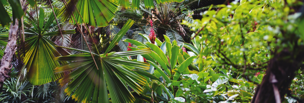 Amazon-Rainforest-Landing-Page.png