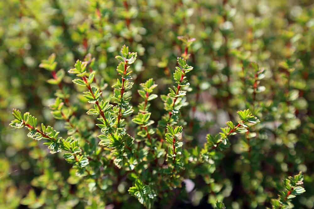 Resurrection_Bush_Species_03.jpg